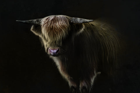 New bull