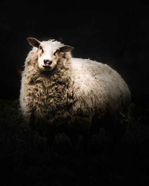 NRBB sheep