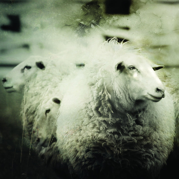 one sheep front