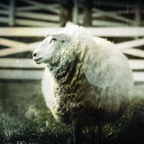 sheep