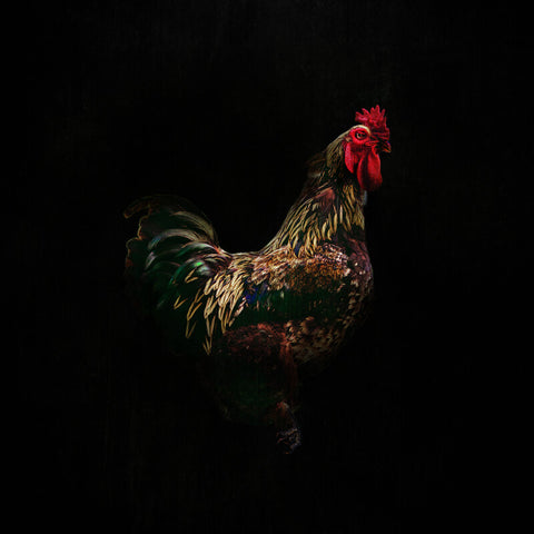 Strut