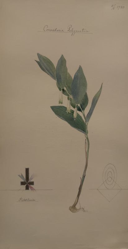 Angular Solomon's Seal
