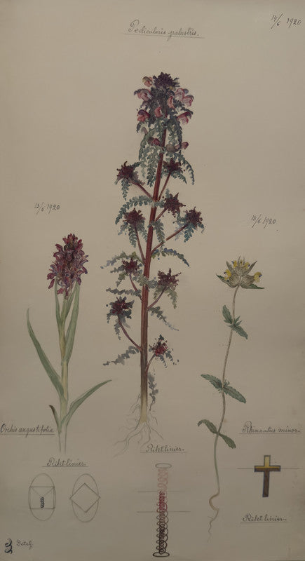 Early Marsh-Orchid, European purple lousewort, and Little Yellow rattle