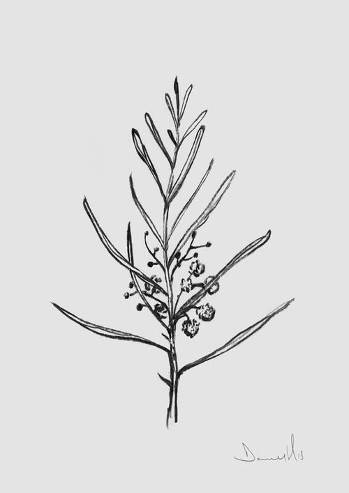 Blackwood Sapling