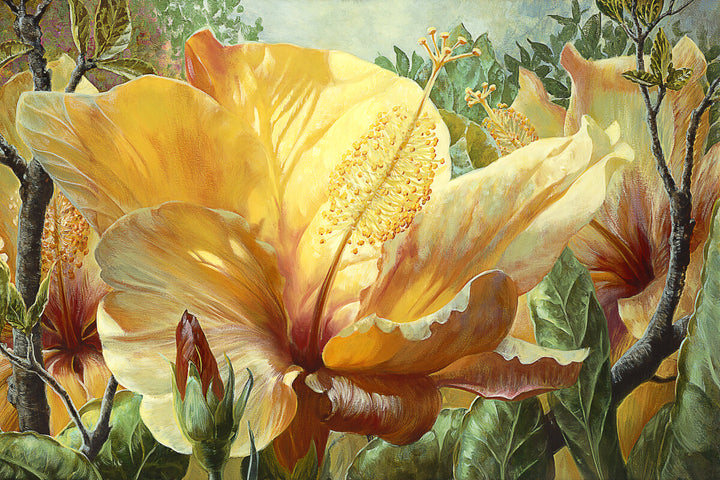 A detailed botanical painting of large golden-yellow hibiscus flowers with red centers surrounded by green foliage and buds.
