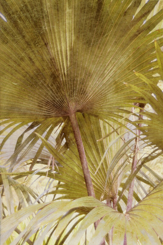 A close-up view of fan-shaped palm fronds in shades of green and brown radiating from a central reddish stem.