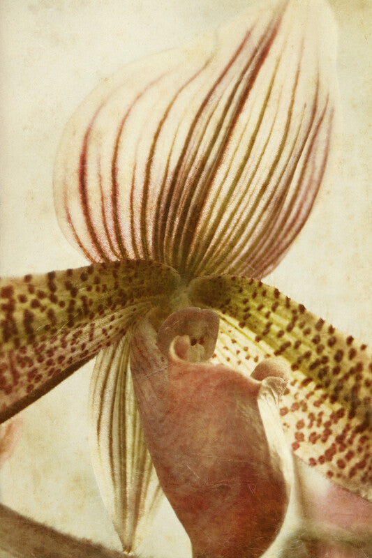 Close-up botanical illustration of an orchid flower with striped petals in cream, pink, and brown tones against a pale background.