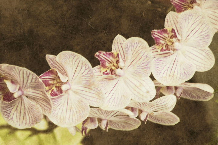 White and pink striped orchid flowers with detailed vein markings arranged against a dark brown textured background.