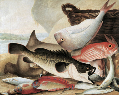 Fish Catch and Dawes Point, Sydney Harbour