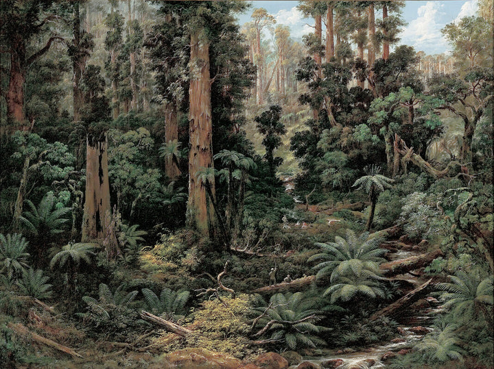 In the Sassafras Valley, Victoria