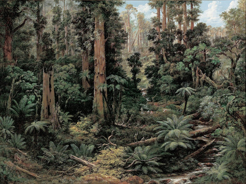 In the Sassafras Valley, Victoria