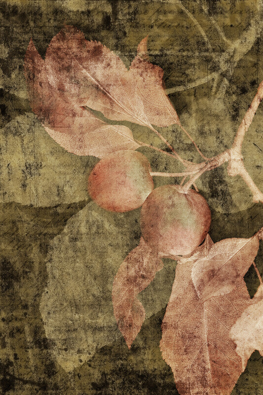 Botanical artwork depicting red apples on branches with leaves against a mottled green and brown textured background.