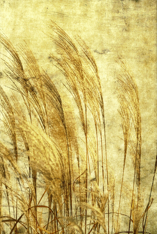 Tall grasses rendered in brown ink strokes on a textured beige and cream-colored background.