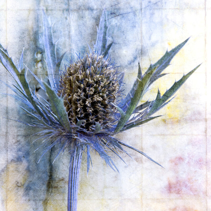 A watercolor painting of a thistle flower with spiky blue-green leaves and a brown seed head against a pale textured background.