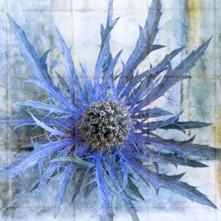 A blue thistle flower with spiky petals and dark center rendered in watercolor with textured background tones.