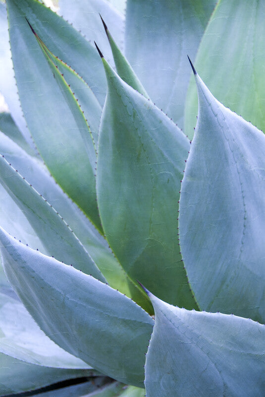 Close-up of blue-green agave plant leaves with pointed tips arranged in overlapping layers.