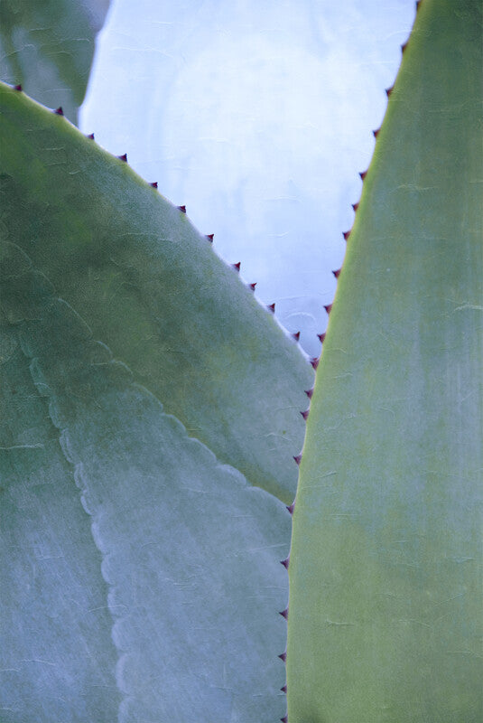 Two green agave leaves with serrated edges converge toward blue sky in the center.