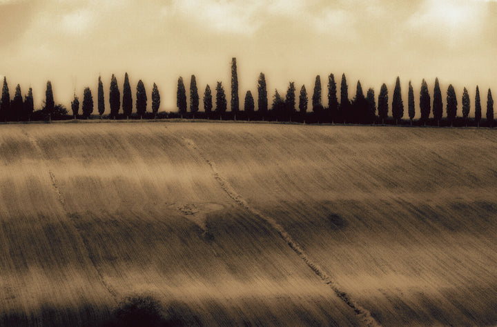 A row of dark cypress trees silhouetted against a pale sky above a textured, furrowed field in sepia tones.