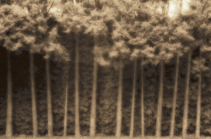 Tall trees with dense foliage rendered in brown and beige tones against a textured background.