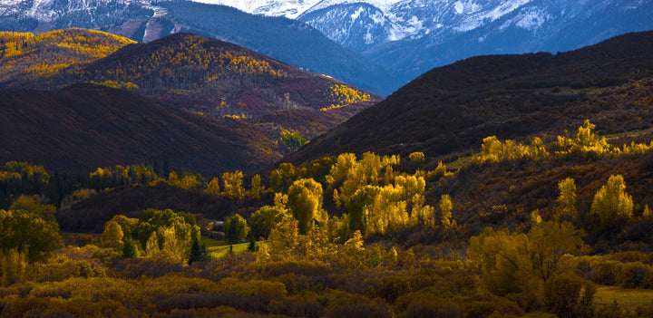 Aspen Trees 1
