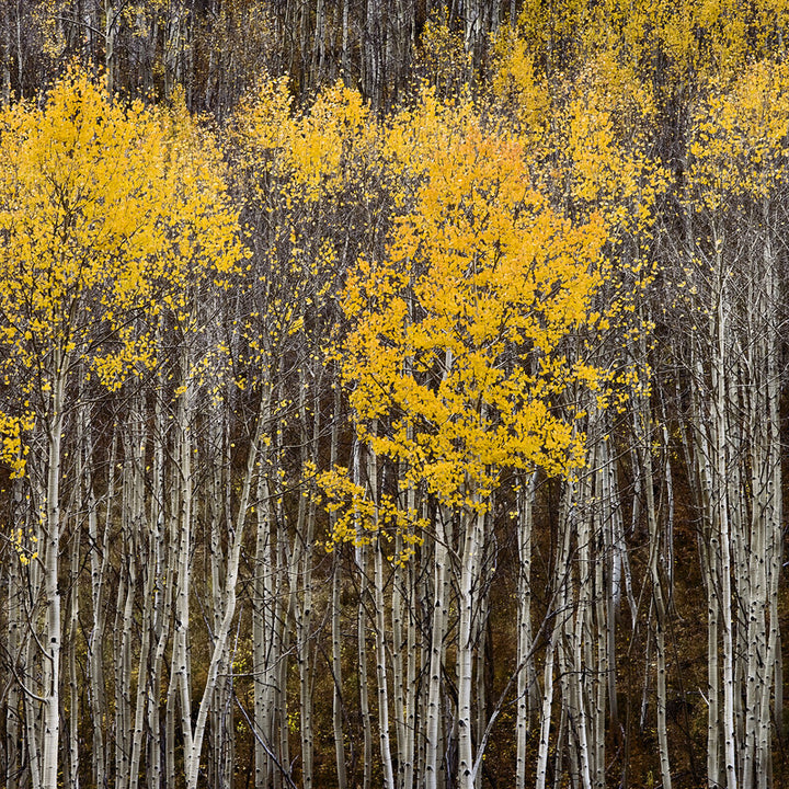 Aspen forest with white trunks in vertical composition, golden yellow foliage at top, dark tones below.