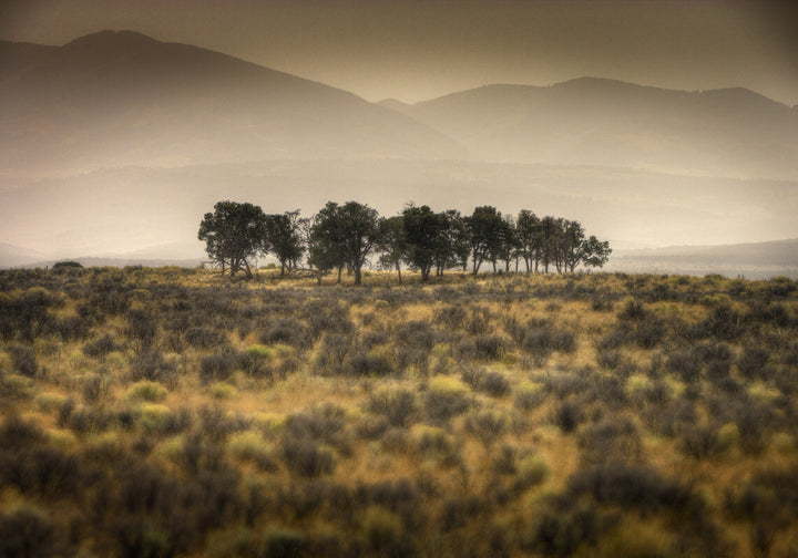 A row of dark trees stands in a misty golden grassland with mountains visible in the hazy background.
