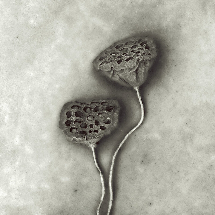 Two dried poppy seed pods connected by curved stems against a light gray textured background.