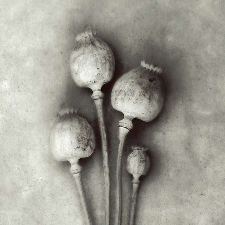 Four poppy seed pods on thin stems arranged against a light textured background in grayscale tones.