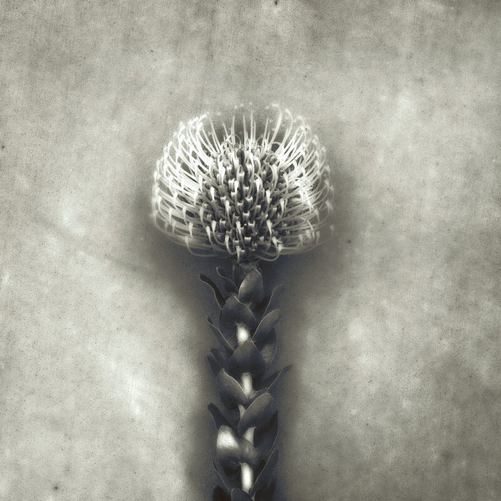 A monochromatic artwork depicting a pincushion flower with delicate white stamens atop a dark stem against a textured gray background.