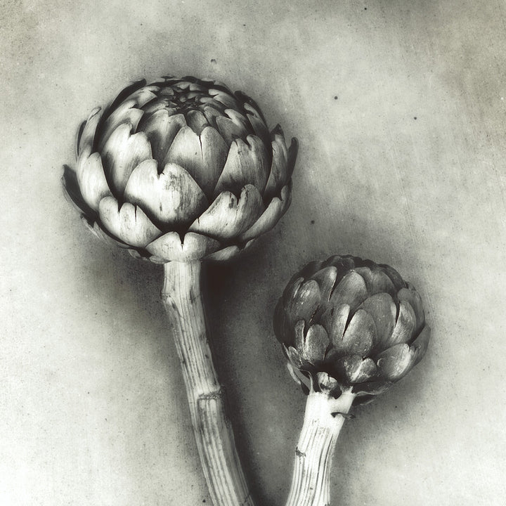 Two artichokes with pale stems depicted in black and white graphite drawing against a light gray background.