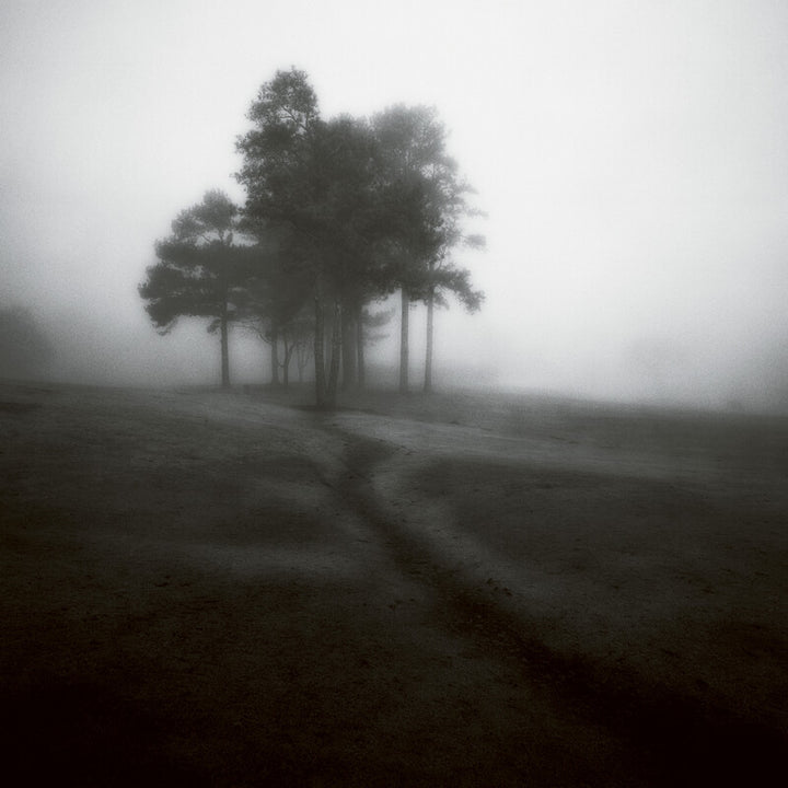 A solitary cluster of tall trees emerges from dense fog in a dark, barren landscape under a grey sky.