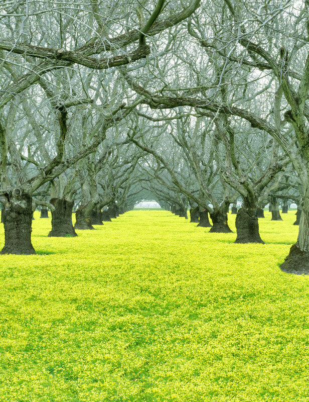 Tree-lined avenue with gnarled branches overhead and bright yellow-green grass stretching toward the horizon.