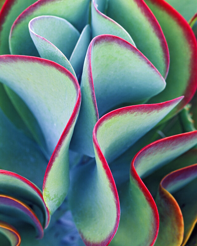 Close-up of succulent plant leaves with blue-green surfaces edged in magenta and red pigmentation arranged in curved, overlapping patterns.