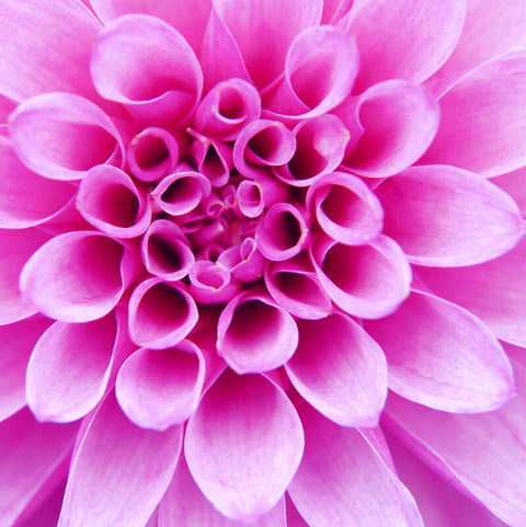 Dahlia Delight