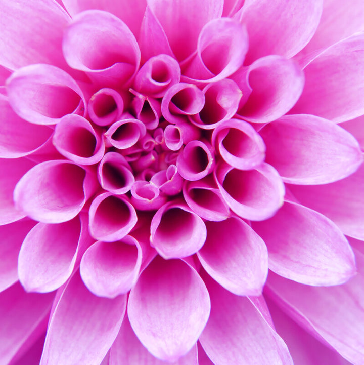 A close-up view of a pink dahlia flower with layered petals arranged in a spiral pattern from center to outer edges.