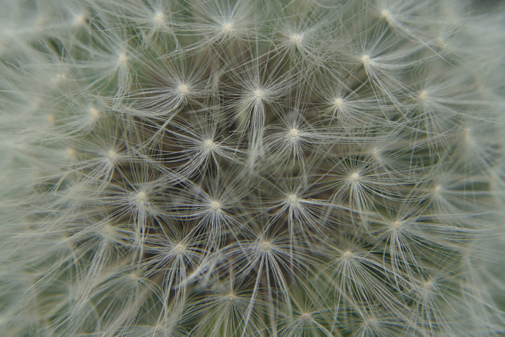 Close-up photograph of overlapping dandelion seed heads with delicate white filaments radiating from pale centers against a soft green background.