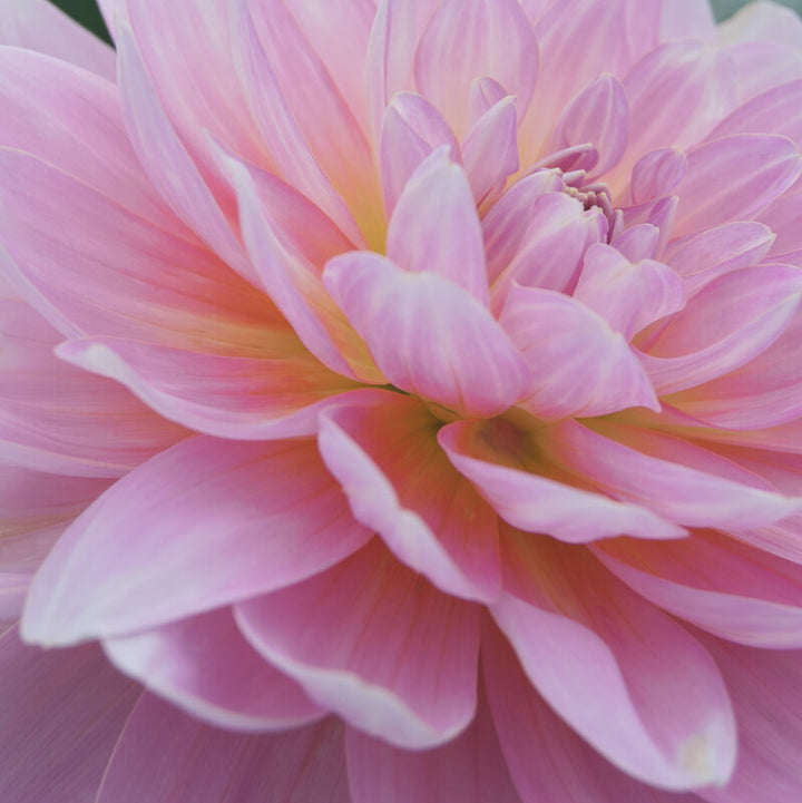 A close-up painting of a pink dahlia flower with layered petals and a yellow center, rendered in soft, blended tones.