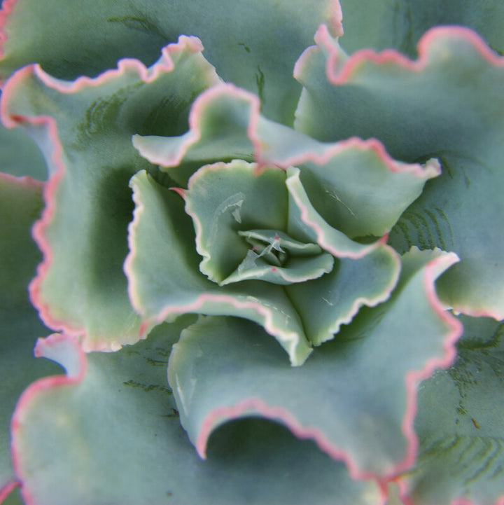 Close-up overhead view of a pale green succulent with ruffled, wavy-edged leaves outlined in pink.