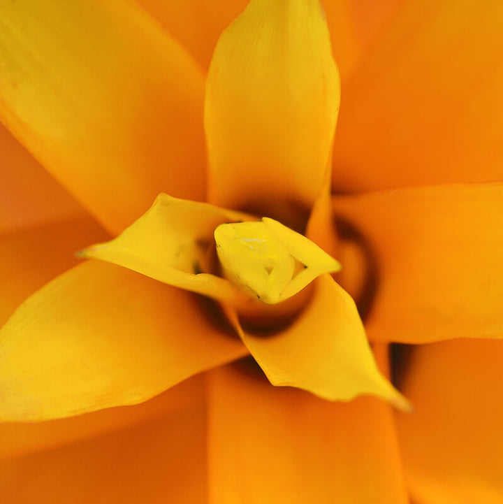 Yellow petals and geometric forms arranged concentrically against a warm orange and yellow background.