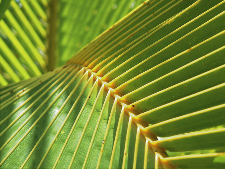 Close-up photograph of a palm frond displaying parallel yellow-green leaflets arranged symmetrically along a central stem.