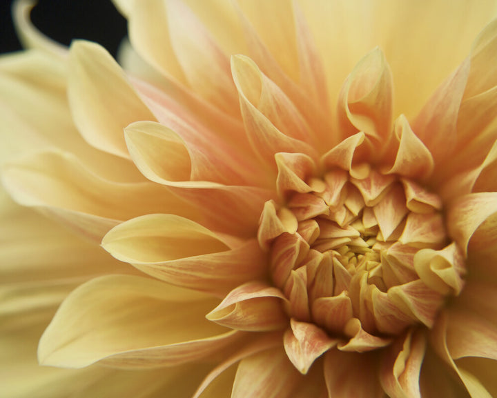 A close-up photograph of a peach dahlia flower with layered petals in cream, yellow, and coral tones against a dark background.