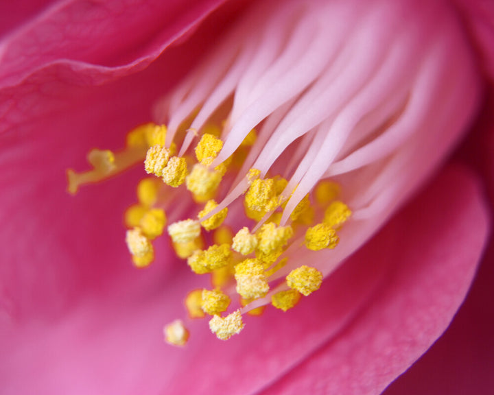 Close-up macro photograph of a pink camellia flower with prominent yellow stamens at its center.