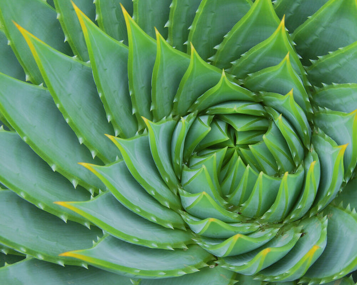 Overhead view of a succulent plant with spiraling green and yellow-edged leaves arranged in concentric circles.