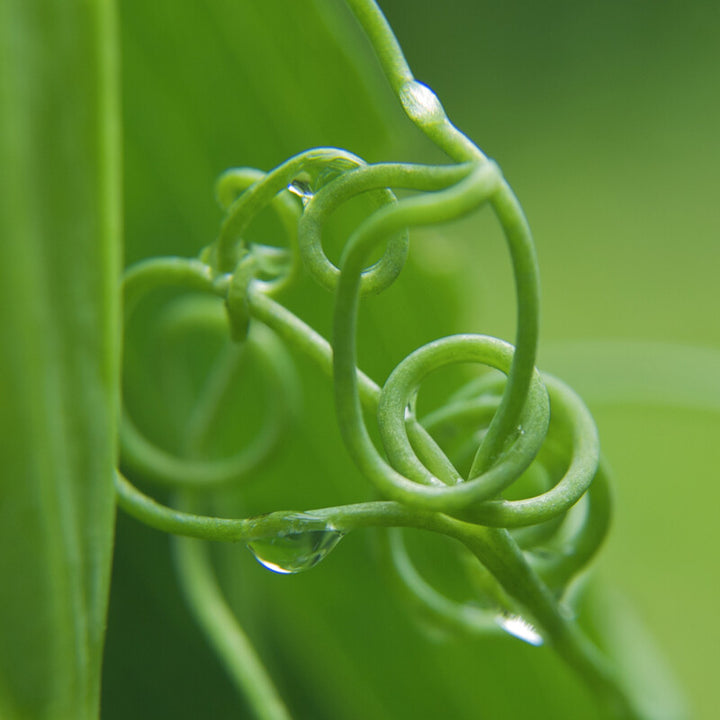 A close-up of a coiled green sweet pea tendril with water droplets against a blurred green background.
