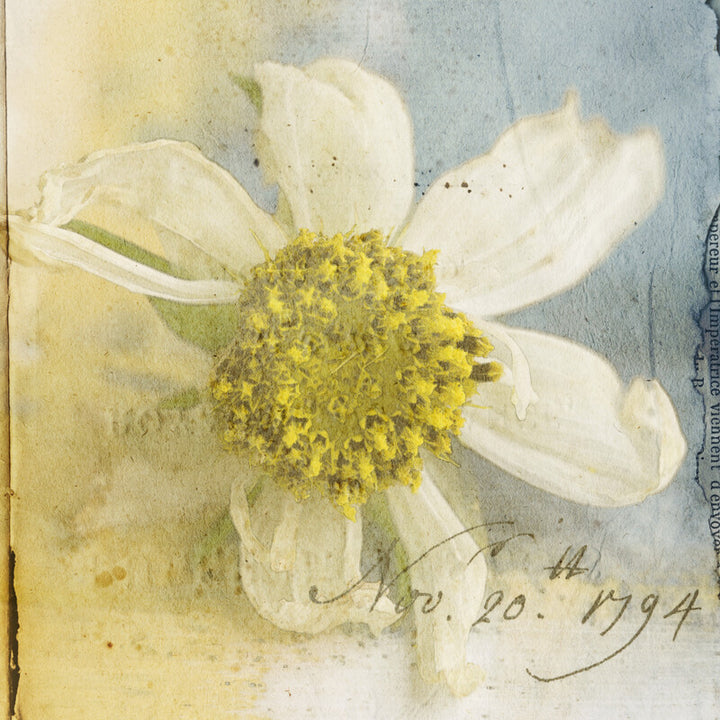 Watercolor painting of a white cosmos flower with yellow center on aged paper, dated November 20, 1794.