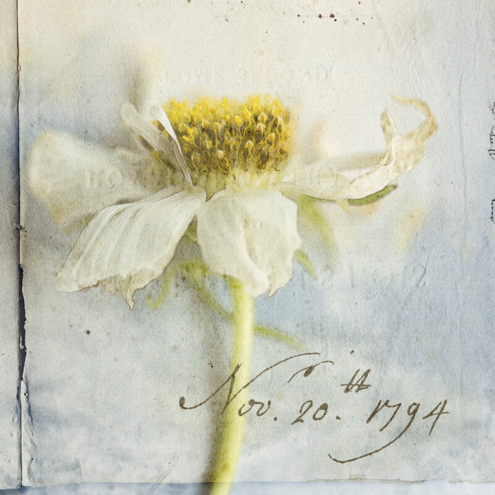 A watercolor painting of a white cosmos flower with yellow center on a green stem, dated November 20, 1794.