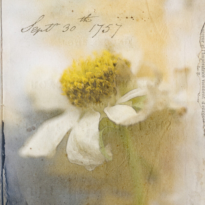 A delicate watercolor painting of a white cosmos flower with a yellow center, dated September 30, 1757.