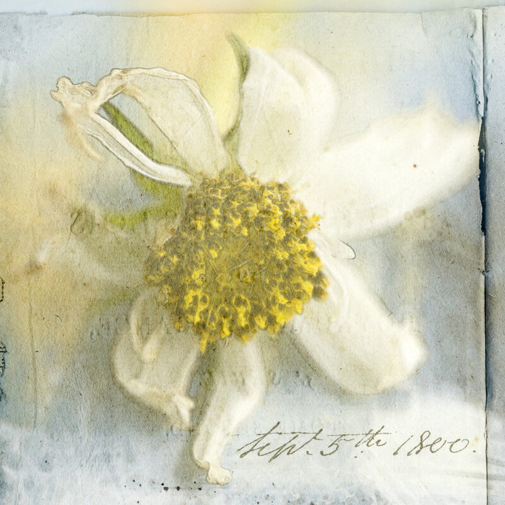 A watercolor painting of a white flower with yellow stamens and green leaves, dated July 5th 1800.