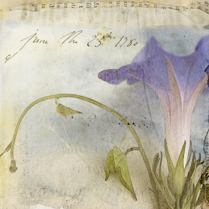 Botanical watercolor illustration dated June 23rd, 1780, depicting purple morning glory flowers with green stems and leaves on aged paper.