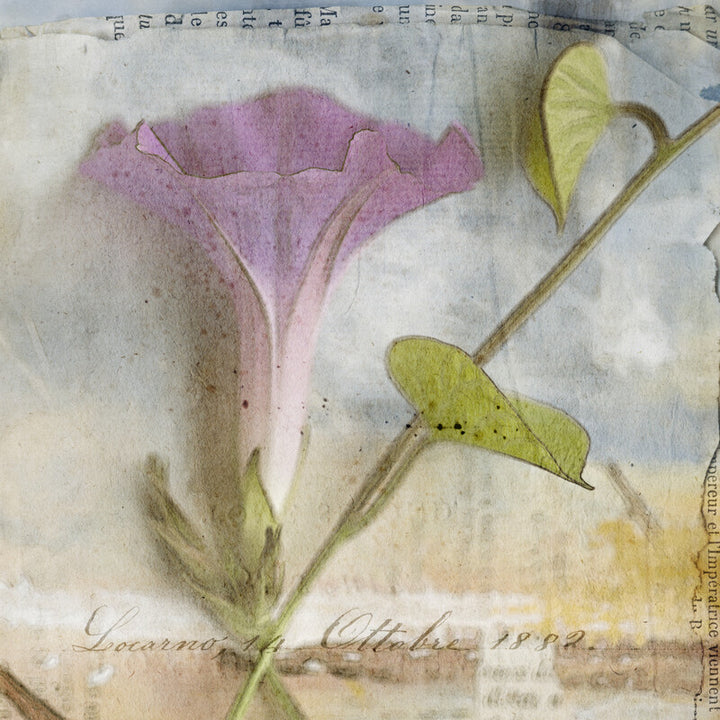 A watercolor botanical illustration depicting a pink morning glory flower with green leaves and yellow buds on a aged paper background.